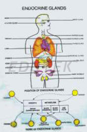 Zoology Charts Polyart