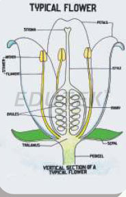 Botany Charts Policharts