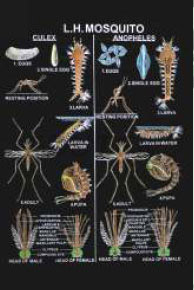Porifera Coelenterata Platyhelminthes