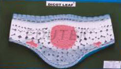 DICOT LEAF T S