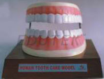 DENTAL CARE MODEL
