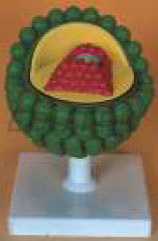 AIDS VIRUS