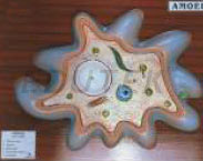 AMOEBA PROTEUS