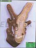 AMOEBA PROTEUS 2 PARTS