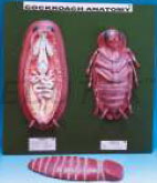 COCKROACH ANATOMY