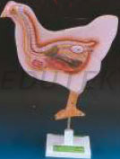 BIRD DISSECTION