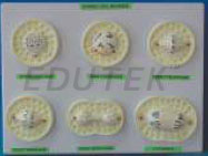 ANIMAL CELL DIVISION MITOSIS