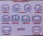 ANIMAL CELL DIVISION MITOSIS