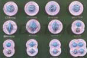 ANIMAL CELL DIVISION MEIOSIS